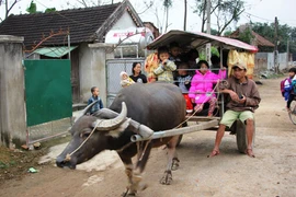 Xe trâu miễn phí đưa đón học sinh mầm non đến trường