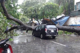 Bão số 1 vào đất liền, nhiều cây gãy đổ đè vào ô tô, xe máy