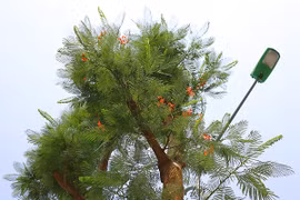 Kỳ lạ phượng vỹ Hà Nội nở hoa trái mùa