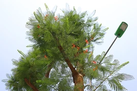 Kỳ lạ phượng vỹ Hà Nội nở hoa trái mùa