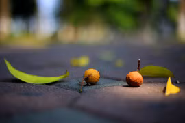 Ngỡ ngàng sắc thu Hà Nội 