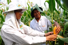 Nông nghiệp cam kết giảm 50% phát thải khí nhà kính