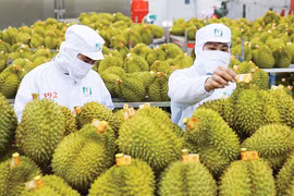 Hải quan chỉ đạo ưu tiên thông quan ngay sầu riêng, nông lâm thủy sản