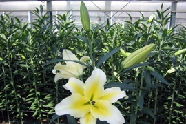 Xuân sớm trên làng hoa Tây Tựu