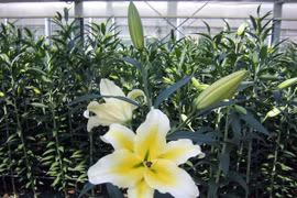 Xuân sớm trên làng hoa Tây Tựu