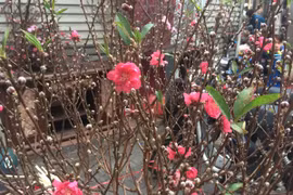 Xuân về sớm trên phố cổ Hà Nội