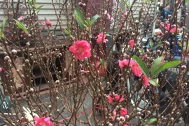 Xuân về sớm trên phố cổ Hà Nội