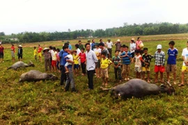 Dây điện đứt giật chết 3 con trâu giữa đồng