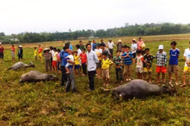 Dây điện đứt giật chết 3 con trâu giữa đồng