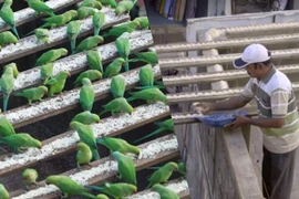 "Người chim" ở Ấn Độ