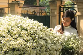 Mong manh cúc hoạ mi