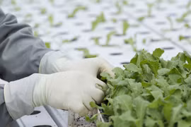 Doanh nghiệp là cầu nối nông dân với thị trường