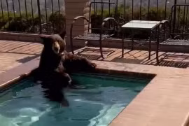 Trốn nóng, gấu mò vào nhà dân ngâm mình trong bể bơi 