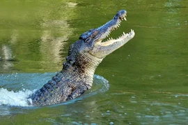 Chọc tay vào mắt cá sấu, người đàn ông thoát chết thần kỳ