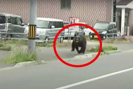 [VIDEO] Gấu tấn công căn cứ quân sự ở Nhật Bản