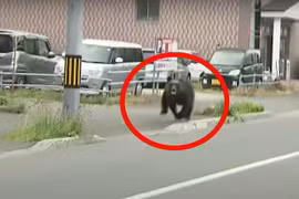 [VIDEO] Gấu tấn công căn cứ quân sự ở Nhật Bản