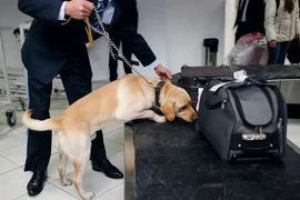 Nhật Bản sử dụng chó đánh hơi tiền mặt bất hợp pháp tại sân bay