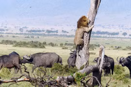 Gặp phải đàn trâu rừng hung hãn, sư tử vội trốn trên cây