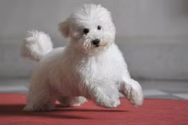 Chó của ông Berlusconi cũng có tài khoản Facebook