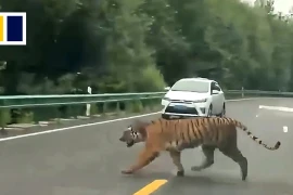 Hổ Amur hoang dã bất ngờ lao ra giữa đường ở Trung Quốc