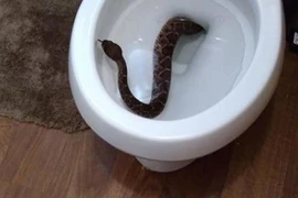 Hãi hùng cảnh rắn bất ngờ chui lên từ bồn cầu nhà dân