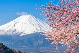 Vì sao thị trấn ở Nhật Bản dựng bức màn chắn khổng lồ gần núi Phú Sĩ?