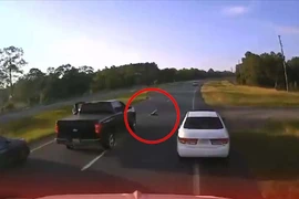 Khoảnh khắc rùa băng qua đường gây tai nạn liên hoàn ở Mỹ