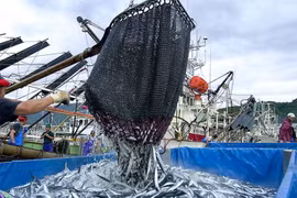 Nhật Bản cân nhắc nới lỏng quy định về tàu đánh bắt cá thu đao Thái Bình Dương