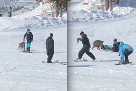 Lợn lòi bất ngờ lao ra tấn công người trượt tuyết ở Nhật Bản