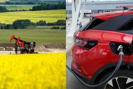 Trung Quốc điều tra nhập khẩu hạt cải dầu của Canada