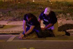 Khoảnh khắc cảnh sát Mỹ vây bắt cá sấu trên phố