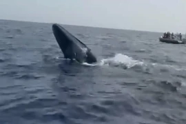 Nhân viên tàu du lịch lặn xuống biển giải cứu cá voi 