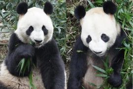 Cặp gấu trúc khổng lồ ở Nhật Bản sẽ về Trung Quốc điều trị cao huyết áp