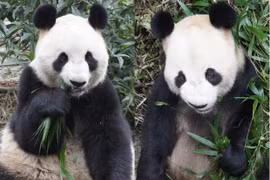 Cặp gấu trúc khổng lồ ở Nhật Bản sẽ về Trung Quốc điều trị cao huyết áp