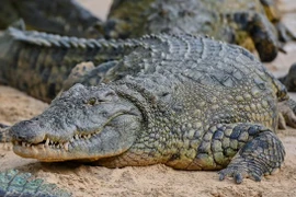 Trung Quốc: Truy lùng 70 con cá sấu sổng chuồng do mưa lũ