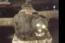 Phát hiện 3 con gấu liên tục xâm nhập trang trại cá hồi