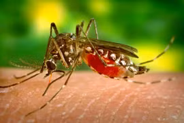 Brazil thả muỗi nhiễm vi khuẩn Wolbachia để chống sốt xuất huyết 