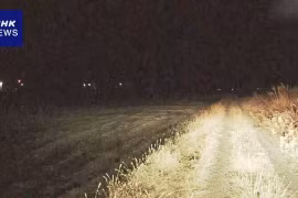 Nhật Bản: Phát hiện một phụ nữ tử vong, nghi là nạn nhân tiếp theo của loài gấu 