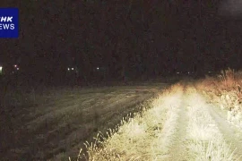 Nhật Bản: Phát hiện một phụ nữ tử vong, nghi là nạn nhân tiếp theo của loài gấu 