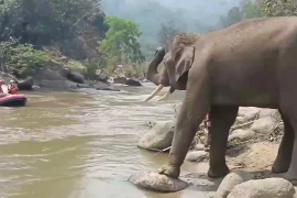 Thú vị khoảnh khắc voi vẫy vòi chào đón du khách ở Thái Lan