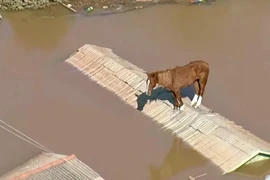 Cận cảnh vụ giải cứu ngựa mắc kẹt trên mái nhà trong lũ lụt ở Brazil