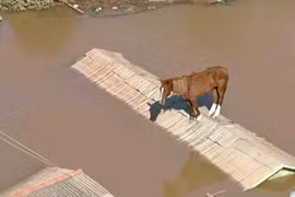 Cận cảnh vụ giải cứu ngựa mắc kẹt trên mái nhà trong lũ lụt ở Brazil