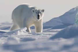 Mùa hè ở Bắc Cực có thể không còn băng vào những năm 2030