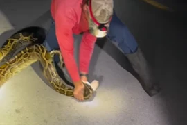 Cận cảnh sinh viên đại học vật lộn với con trăn khổng lồ