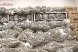 Bộ Ngoại giao thông tin vụ Nhật Bản bắt 3 công dân Việt Nam tàng trữ 1 tấn cần sa khô