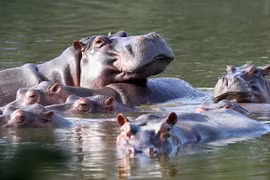 Colombia ‘đau đầu’ với đàn hà mã của trùm ma túy khét tiếng