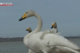 Hàng nghìn con thiên nga bay về hồ phía bắc Nhật Bản