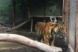 Mexico thu giữ hổ, sư tử nghi của băng đảng ma túy