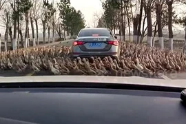 Lạ lùng cảnh hàng trăm con vịt chạy vòng quanh ôtô ở Trung Quốc 