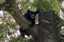 Thợ săn Mỹ tử vong sau khi bị con gấu rơi trúng người